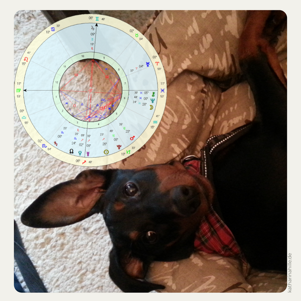 Lexis Charakter entschlüsselt: Die Deutsche Pinscher Hündin aus der Pfotenpakt-Saga mit ihrer persönlichen Horoskop-Grafik der Pfotenastrologie.