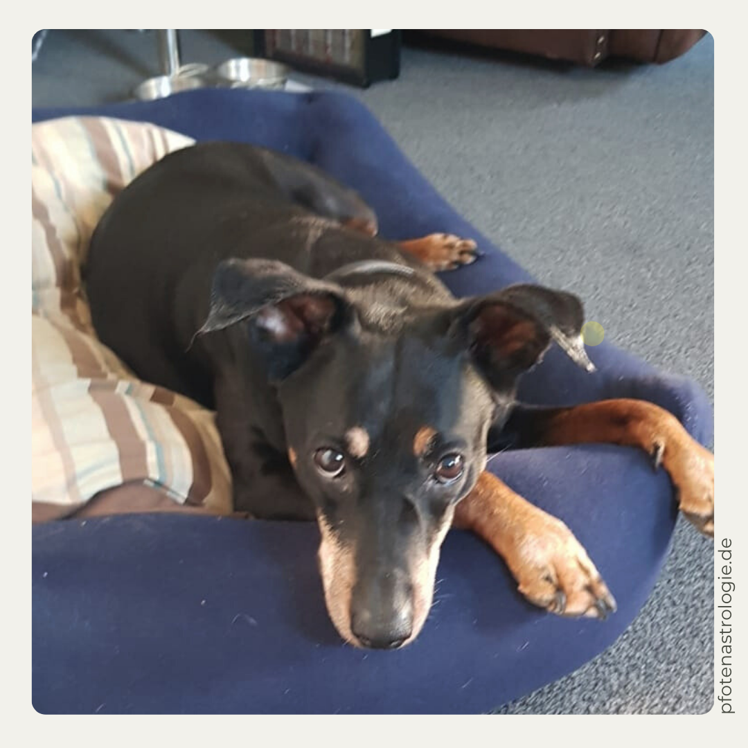 Deutscher Pinscher Hündin im blauen Körbchen schaut in die Kamera. Pfotenastrologie, kostenloses Astro-Mini-Profil für Tiere. Tierastrologie von Katharina Hille.
